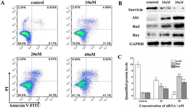 J Cancer Image