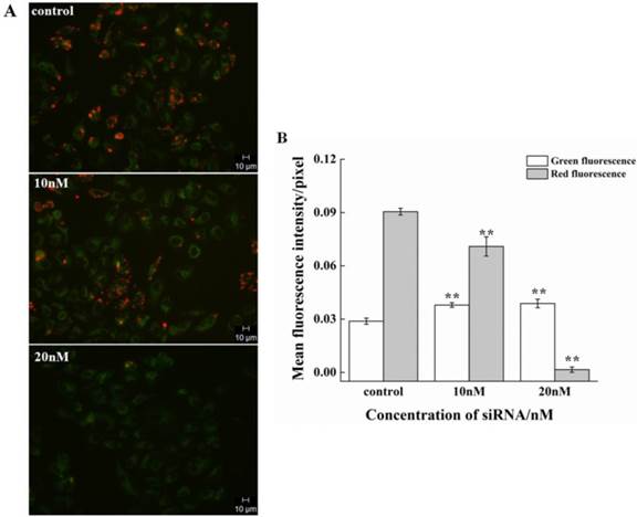 J Cancer Image