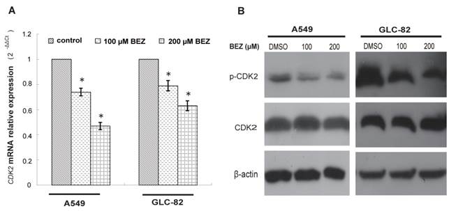 J Cancer Image