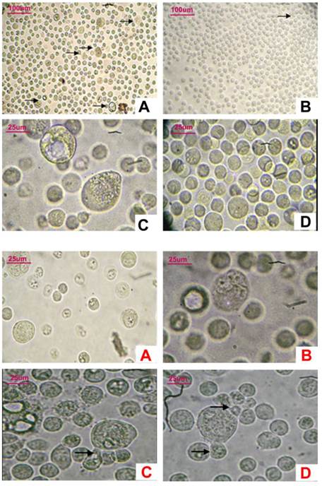 J Cancer Image