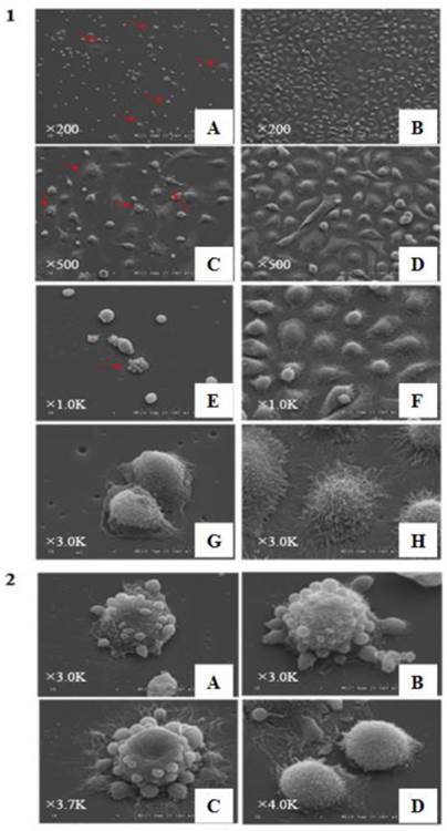 J Cancer Image