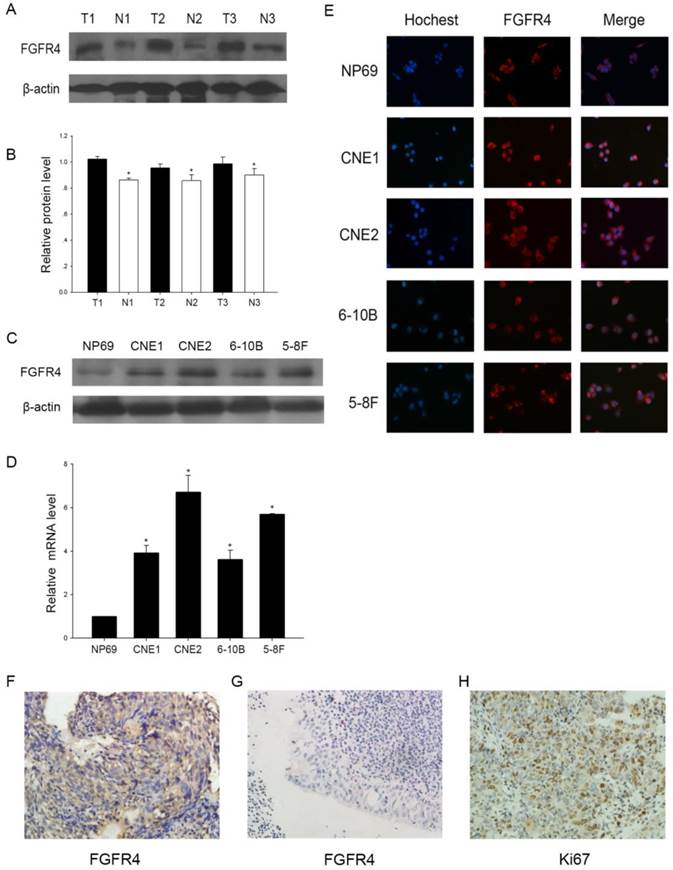 J Cancer Image