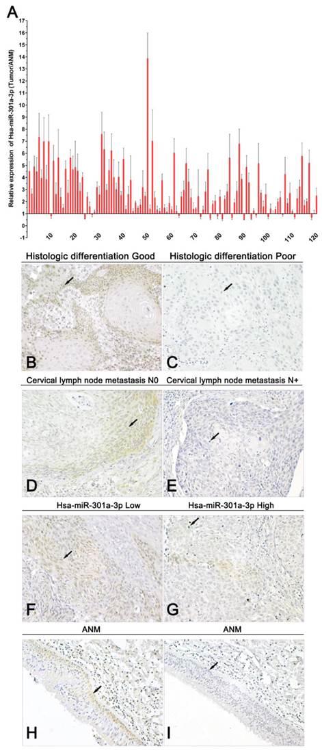 J Cancer Image