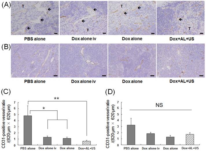 J Cancer Image