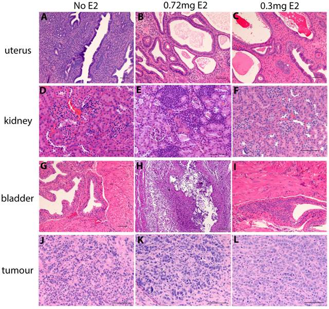 J Cancer Image