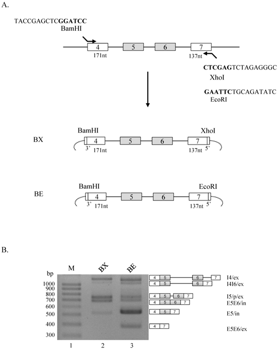 J Cancer Image