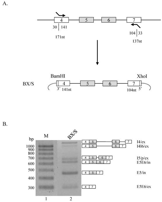 J Cancer Image