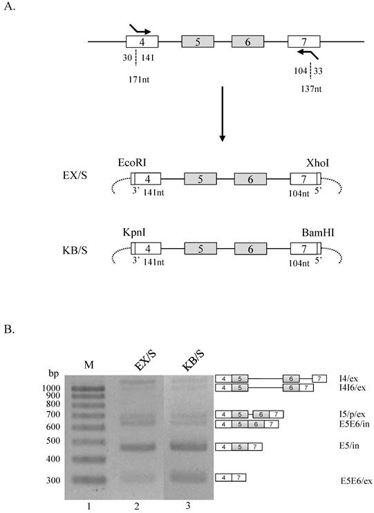 J Cancer Image