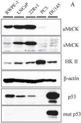 J Cancer Image