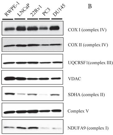 J Cancer Image