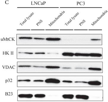 J Cancer Image