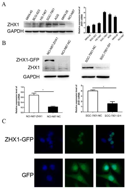 J Cancer Image