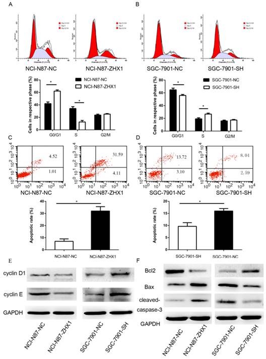 J Cancer Image