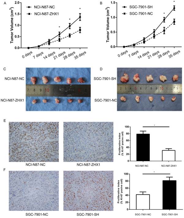 J Cancer Image