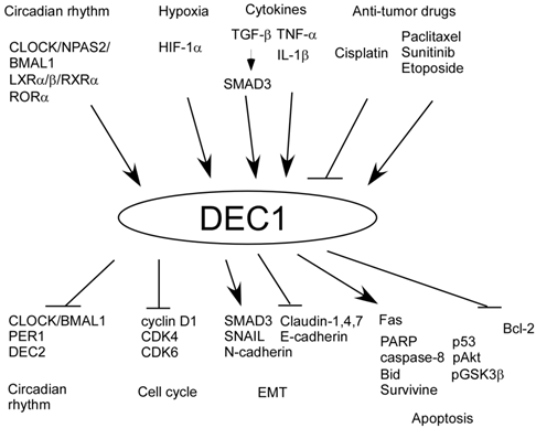 J Cancer Image