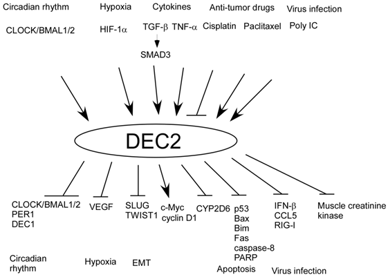 J Cancer Image