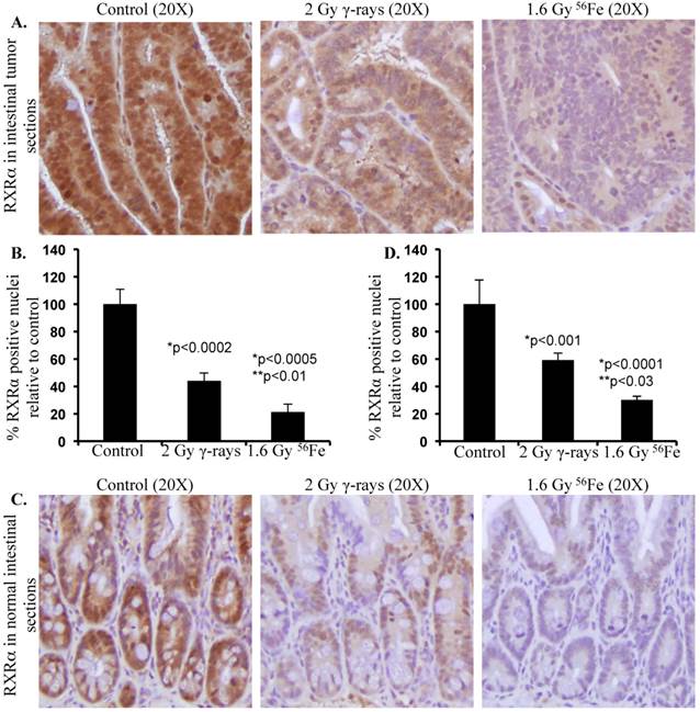 J Cancer Image