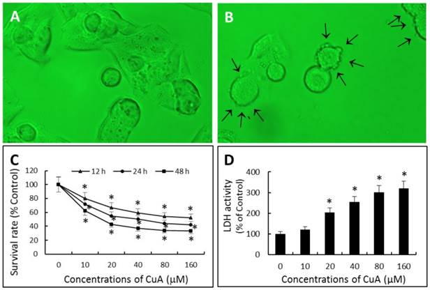 J Cancer Image