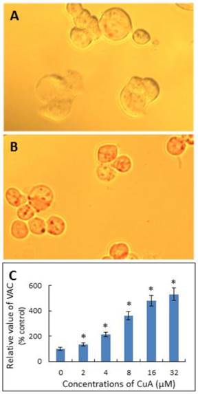 J Cancer Image