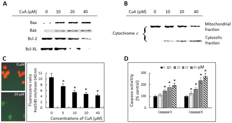 J Cancer Image