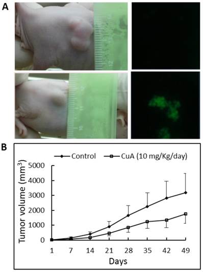 J Cancer Image