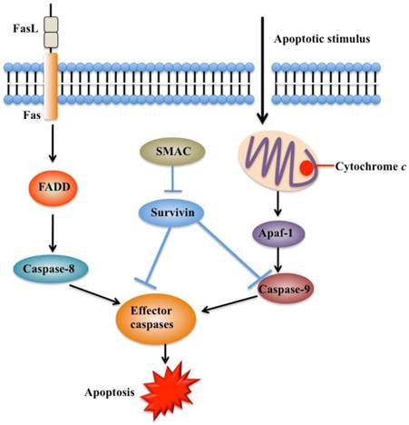 J Cancer Image