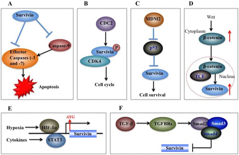 J Cancer Image