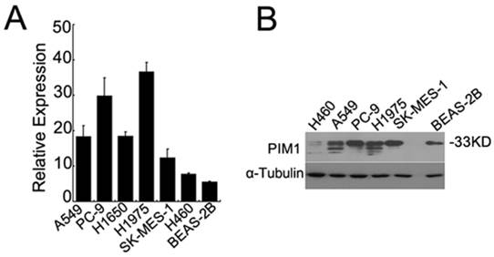 J Cancer Image