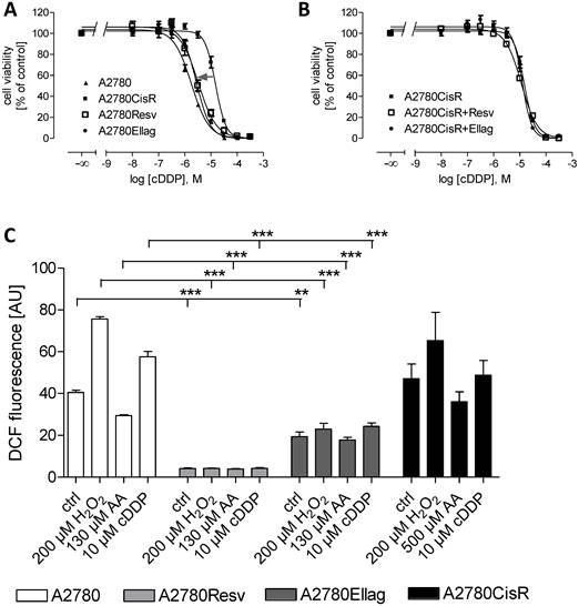 J Cancer Image