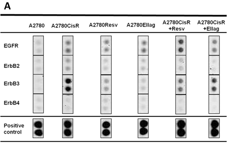 J Cancer Image