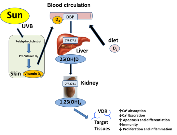 J Cancer Image