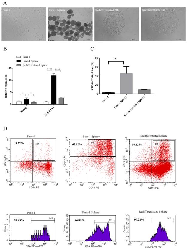 J Cancer Image