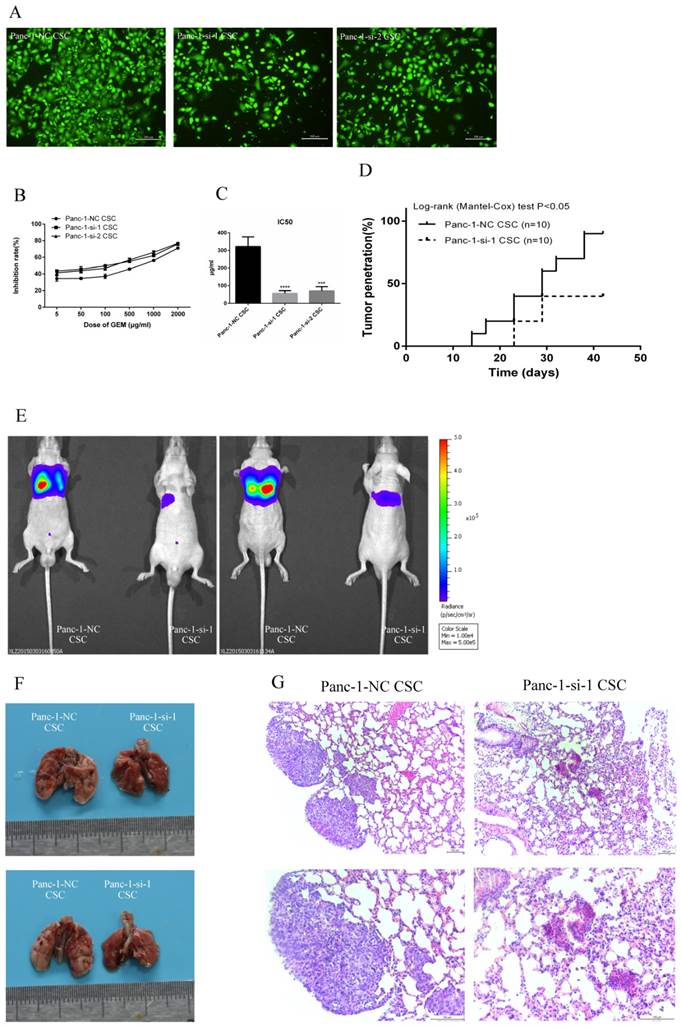 J Cancer Image