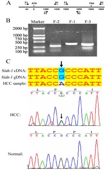 J Cancer Image