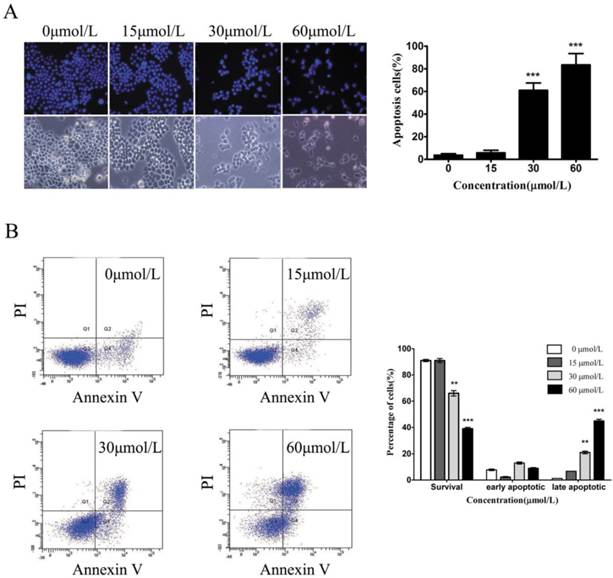 J Cancer Image