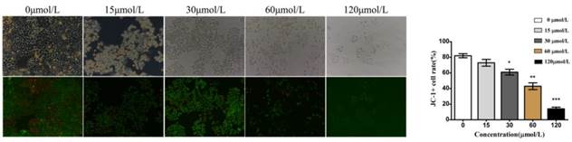 J Cancer Image