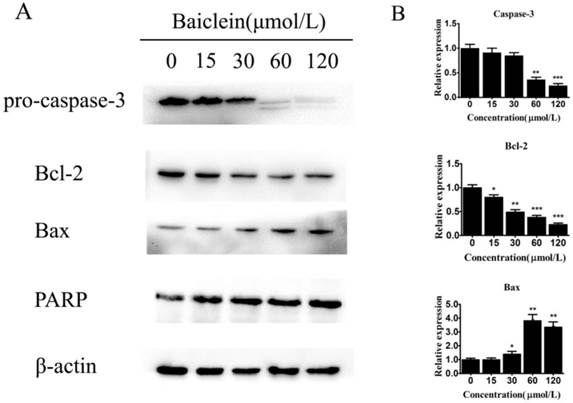 J Cancer Image