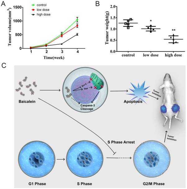 J Cancer Image