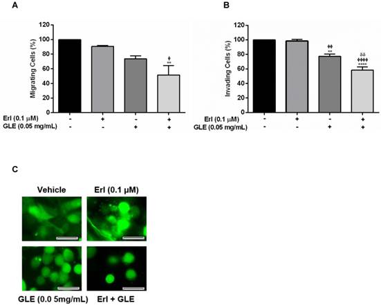 J Cancer Image