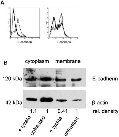 J Cancer Image