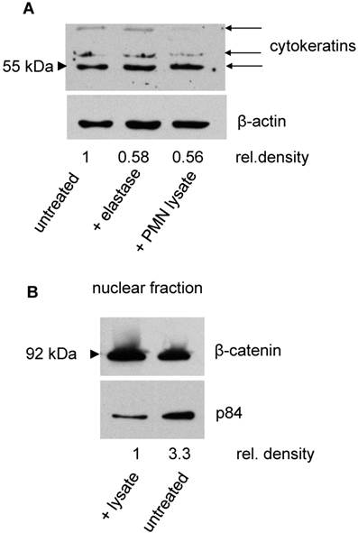 J Cancer Image