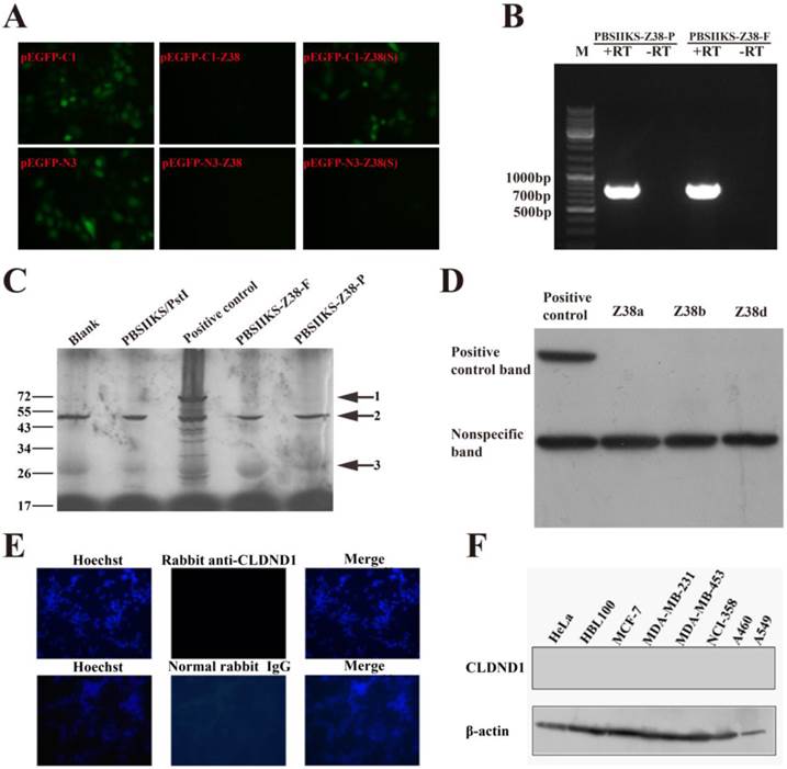 J Cancer Image