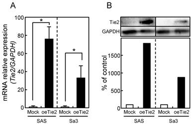 J Cancer Image