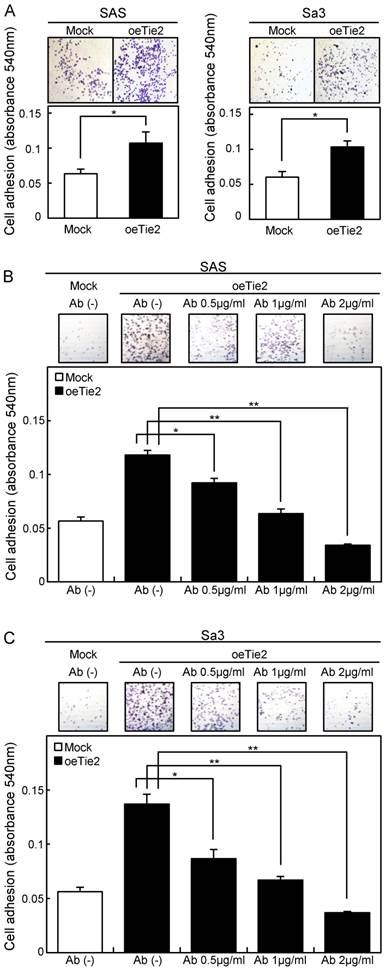 J Cancer Image