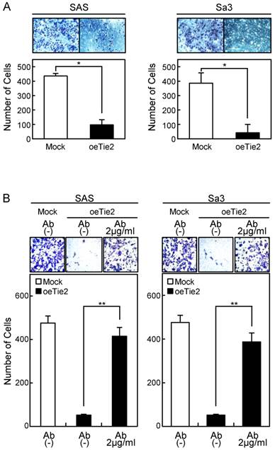 J Cancer Image