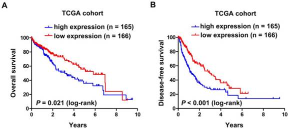 J Cancer Image