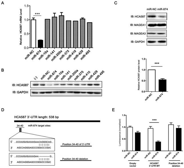 J Cancer Image