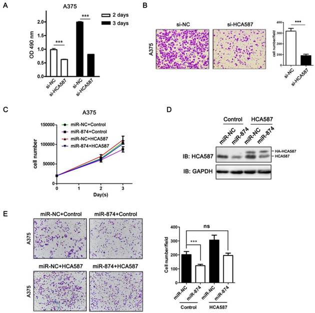 J Cancer Image