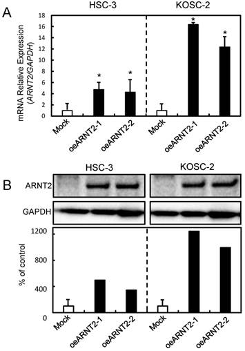 J Cancer Image