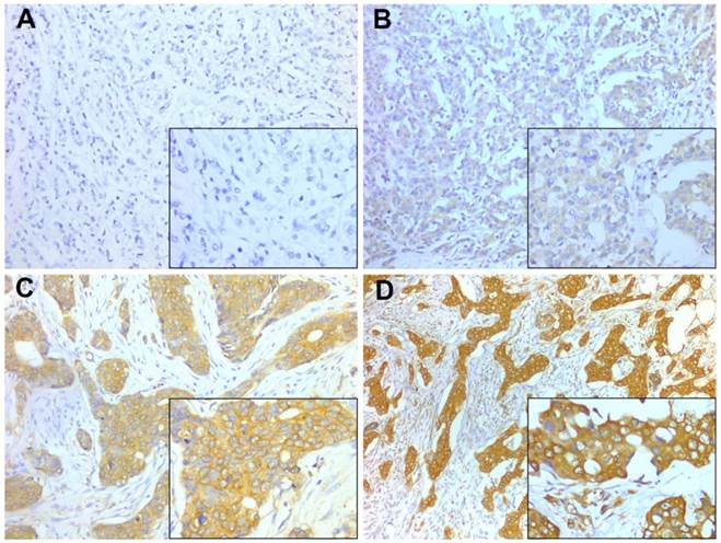 J Cancer Image